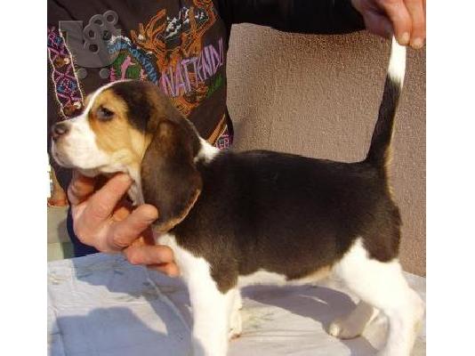 PoulaTo: Beagle ετοιμοπαράδοτα 
